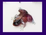 KC-FRG-BLOOM-OOAK-001004 Top-down angled photo of the Bloom Frog on a white background, showing the marbled plum and reddish tones across the back and rounded legs, with glossy pearly feet splayed out.