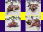 KC-FRG-BLOOM-OOAK-001009 Four-image collage on purple and yellow branding showing the Bloom Frog from multiple angles (side, front, back, and three-quarter view), highlighting the marbled burgundy/plum resin and pearly legs.